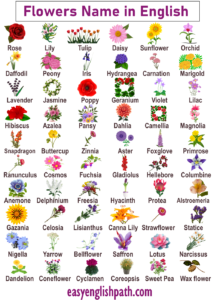 List of All Flowers Name in English with Pictures - EasyEnglishPath