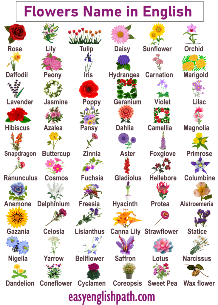 List of All Flowers Name in English with Pictures - EasyEnglishPath