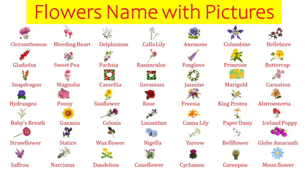 List Of All Flowers Name In English With Pictures - Easyenglishpath