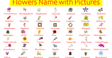 List of All Flowers Name in English with Pictures