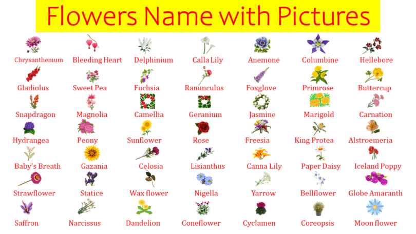 List of All Flowers Name in English with Pictures