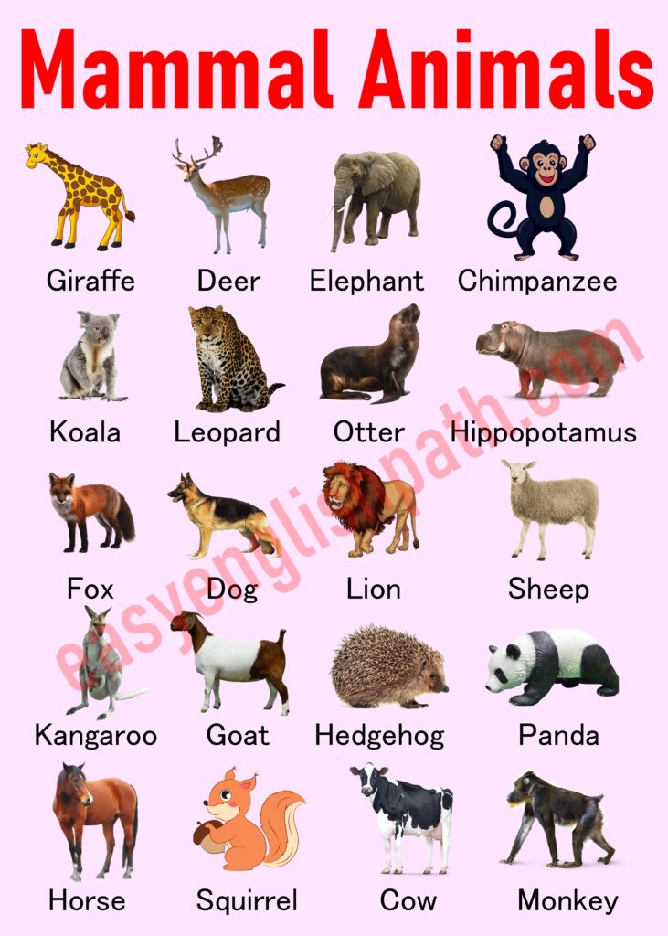 Animal Names in English with Pictures - EasyEnglishPath