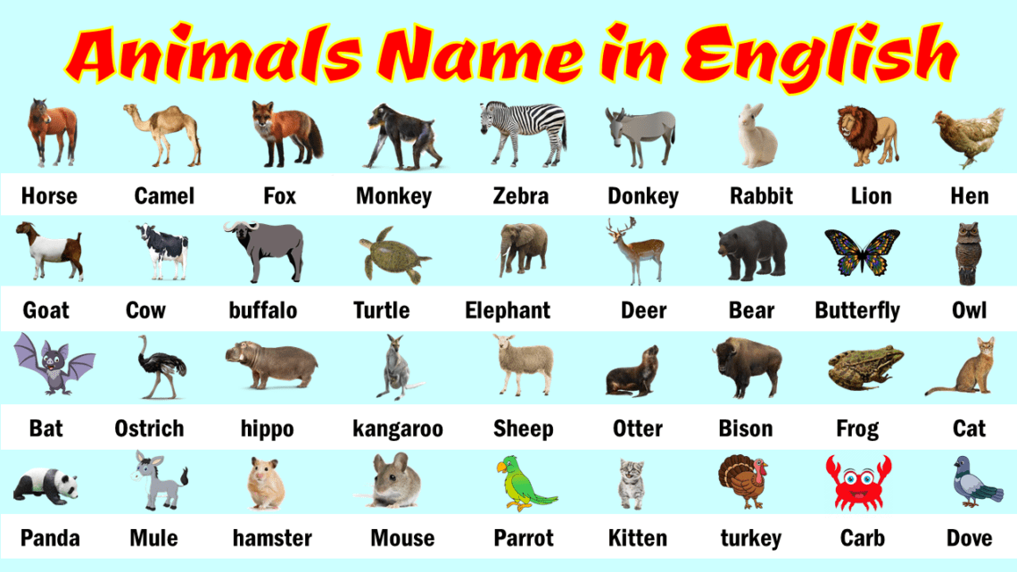 Animal Names in English with Pictures | Animal vocabulary - EasyEnglishPath
