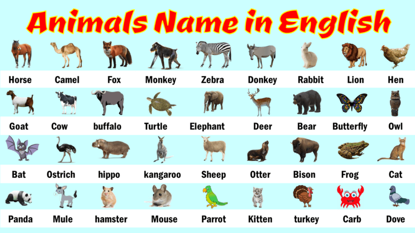 Animals Names in English with Pictures | Animal vocabulary