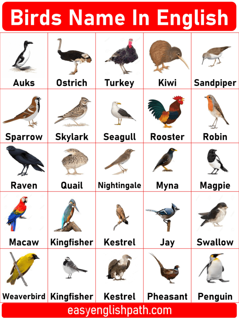 List of Birds A to Z in English with Their Pictures