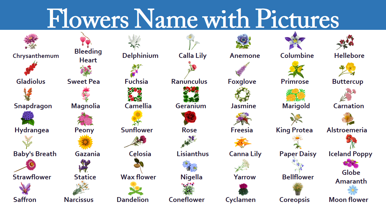 List of All Flowers Name in English with Pictures - EasyEnglishPath