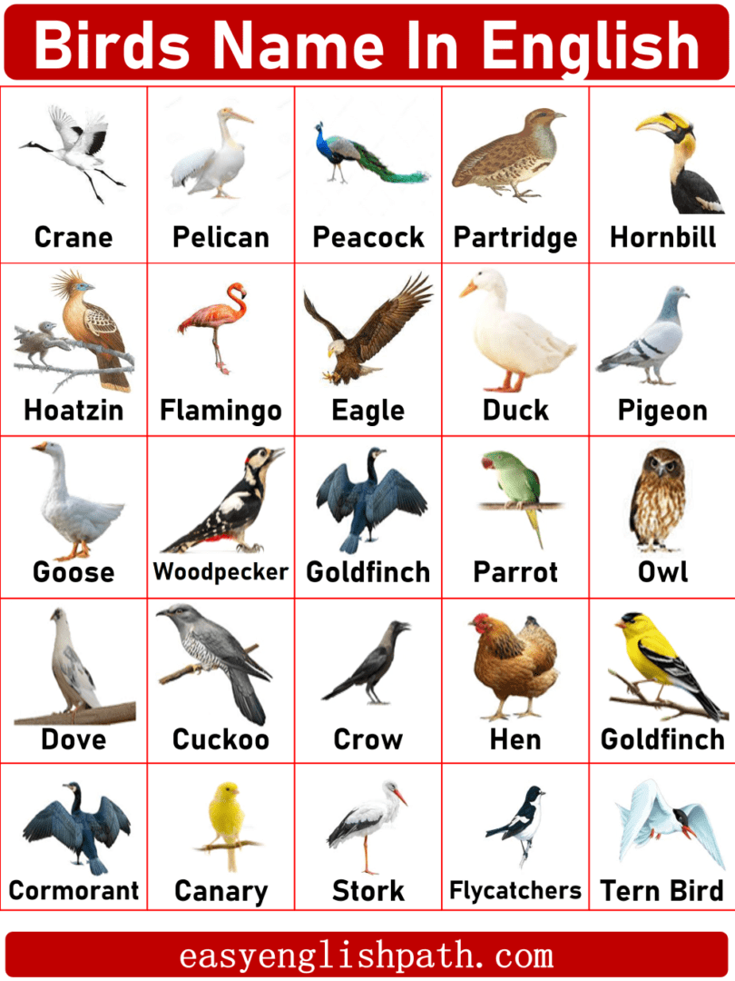 List of Birds A to Z in English with Their Pictures - EasyEnglishPath