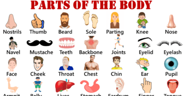 Human Body Organs in English| Parts of the Body