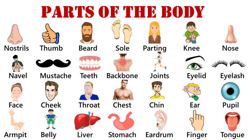 Human Body Organs in English| Parts of the Body